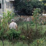 Pessoa cuidando de uma horta urbana com milho e outras plantas.