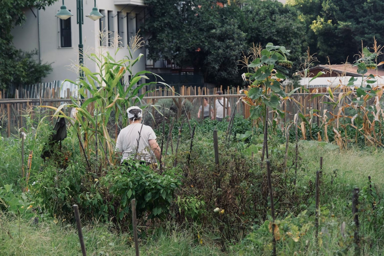 Pessoa cuidando de uma horta urbana com milho e outras plantas.